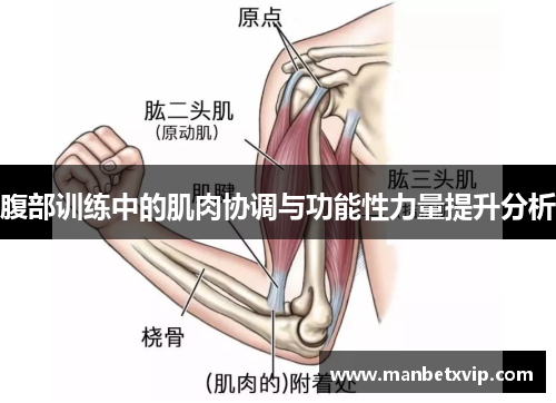 腹部训练中的肌肉协调与功能性力量提升分析